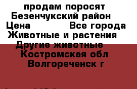 продам поросят .Безенчукский район  › Цена ­ 2 500 - Все города Животные и растения » Другие животные   . Костромская обл.,Волгореченск г.